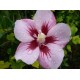 Гибискус сирийский Матильда (Hibiscus syriacus Mathilde)